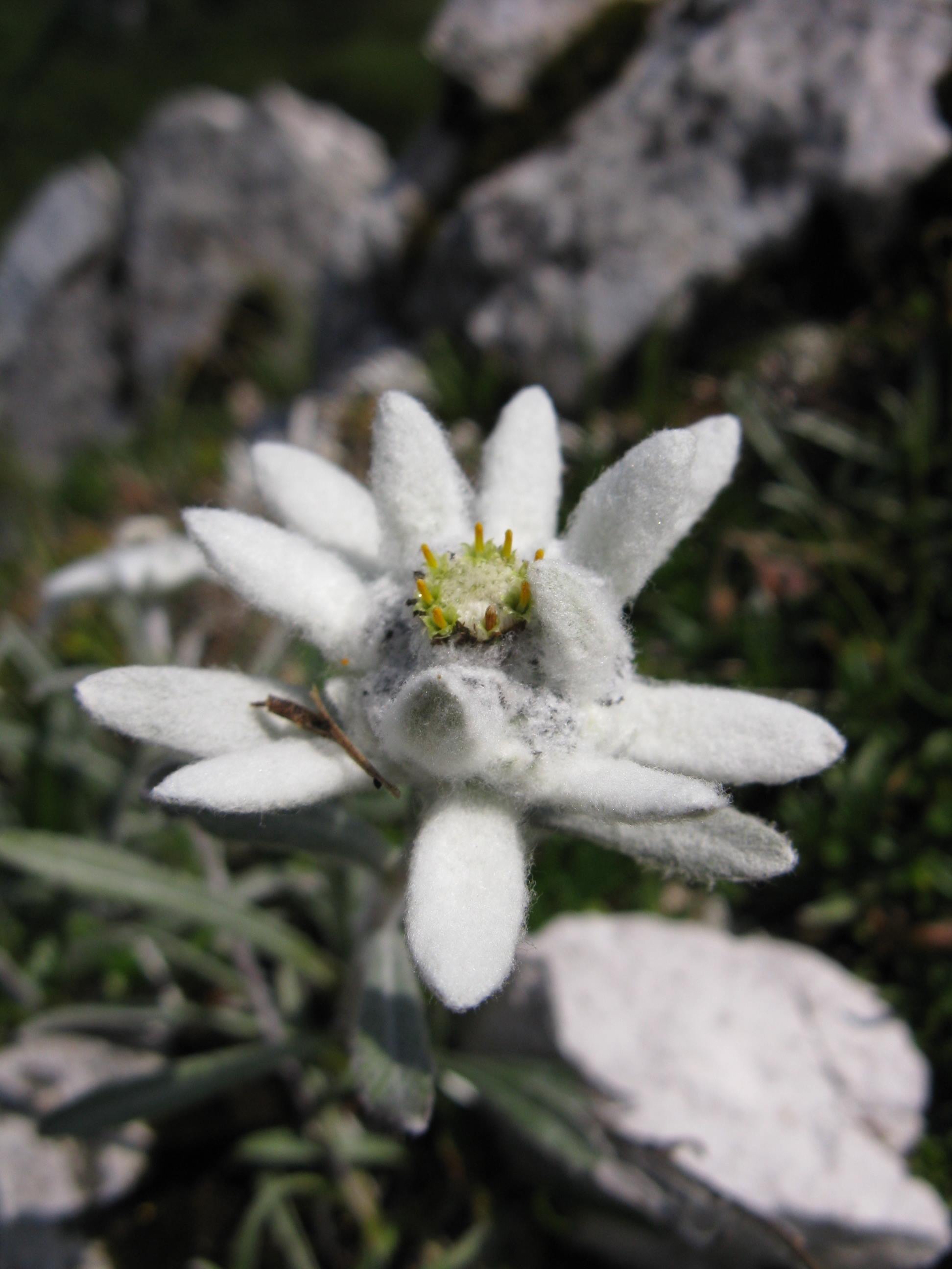 Leontopodium alpinum / Stella alpina